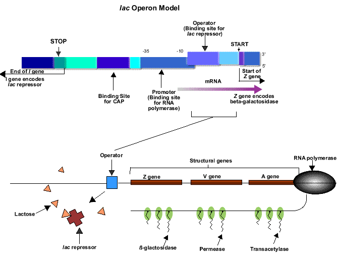 Biology gene pairs homework help
